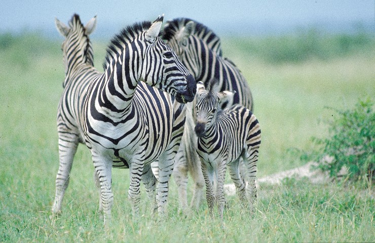 Zebra Family